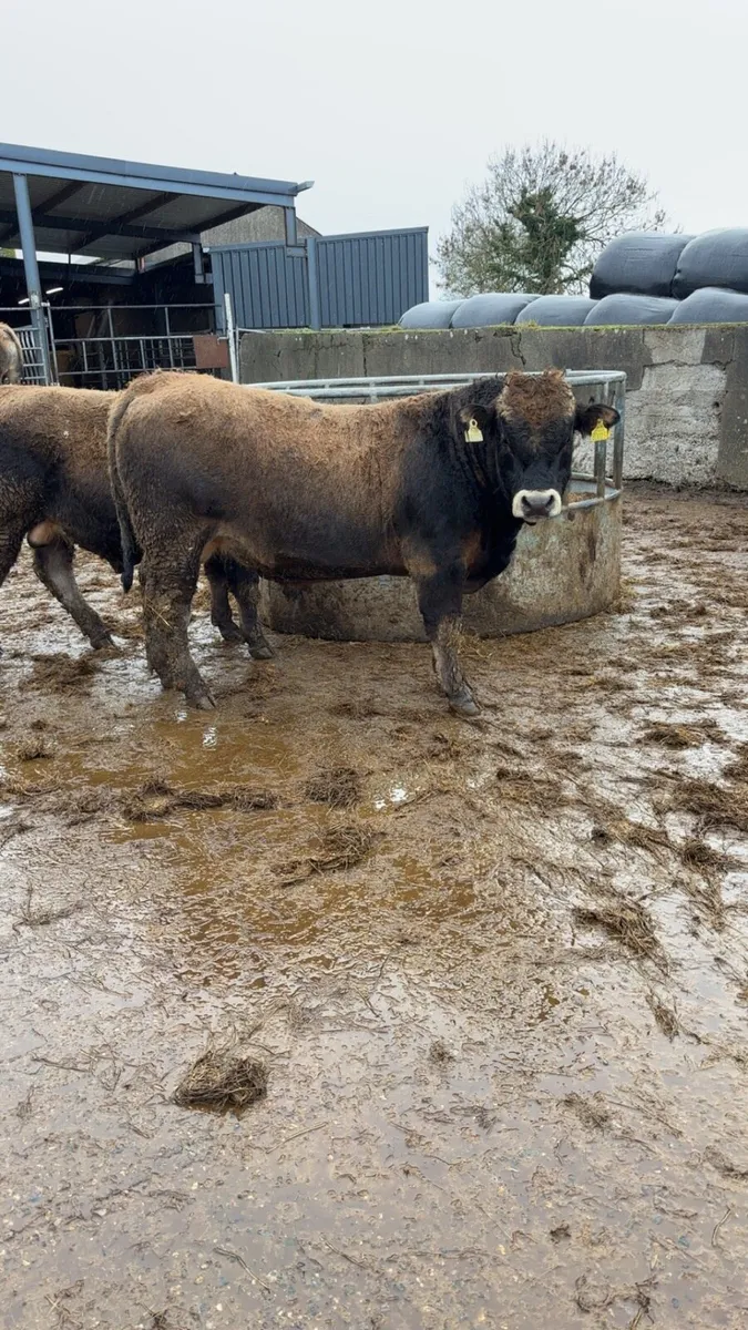 Pedigree Aubrac bull - Image 2