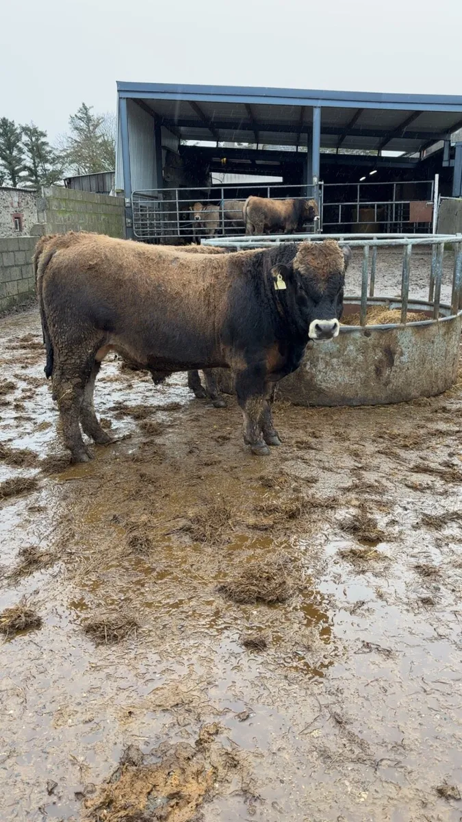 Pedigree Aubrac bull - Image 3