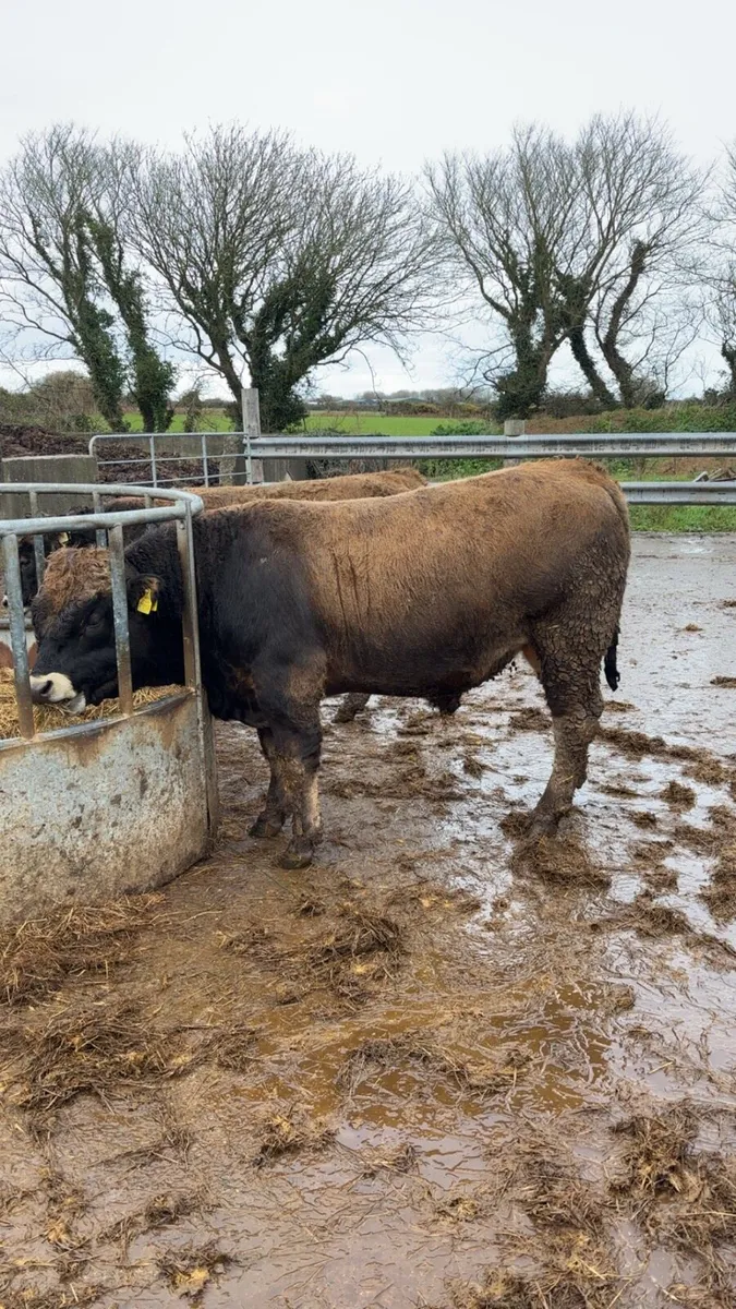 Pedigree Aubrac bull - Image 4