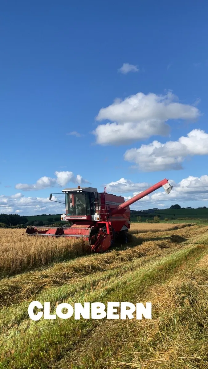 Golden oaten chopped straw - Image 2