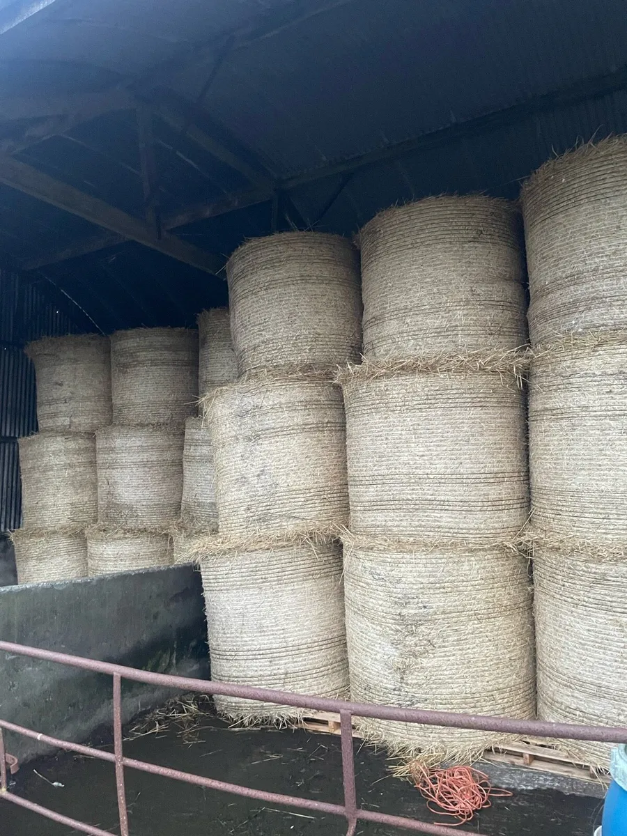 Golden oaten chopped straw - Image 3