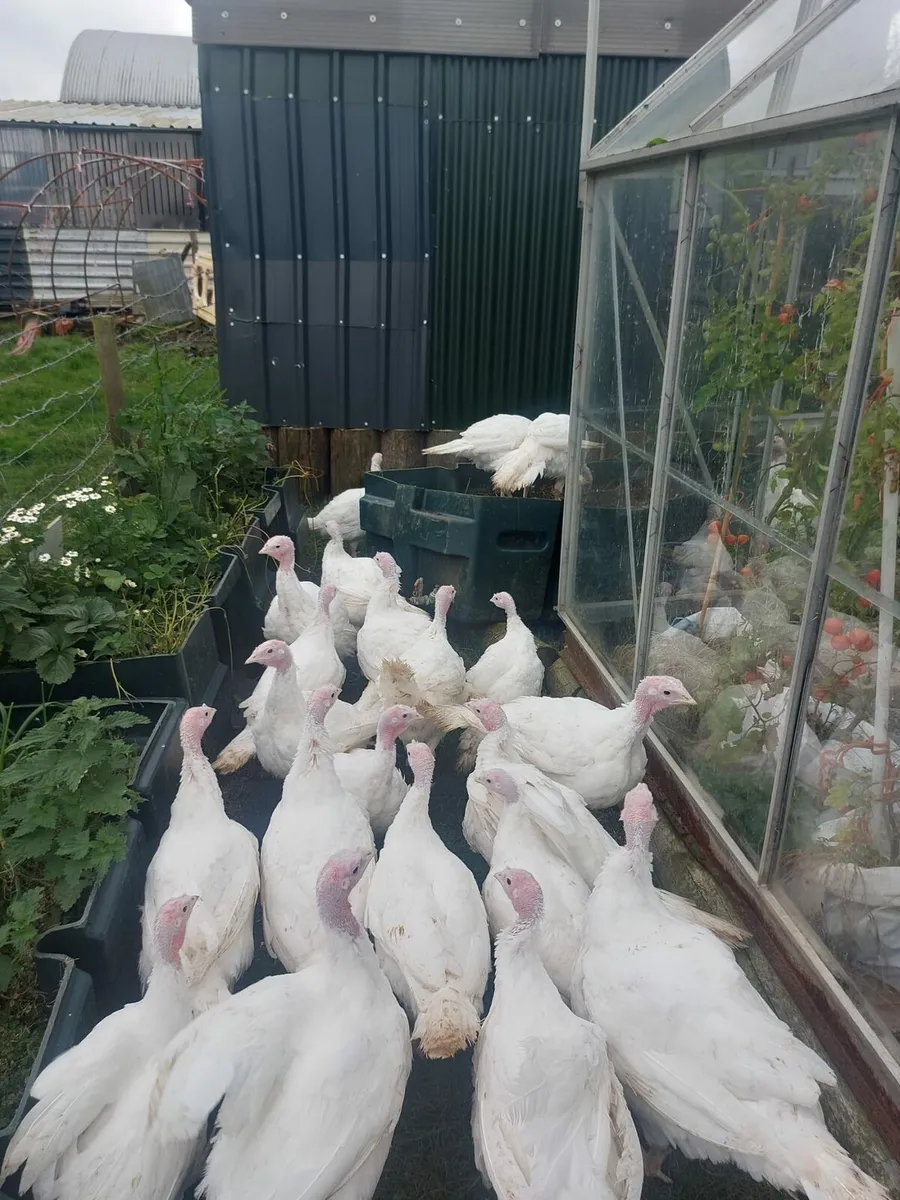 Last few remaining!!! White Turkeys