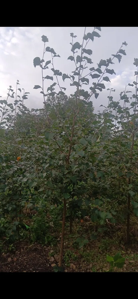 Native birch trees 4-6 foot €10 - Image 3