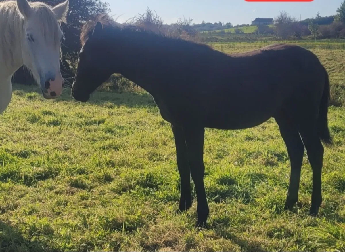 Connemara Colt Foal