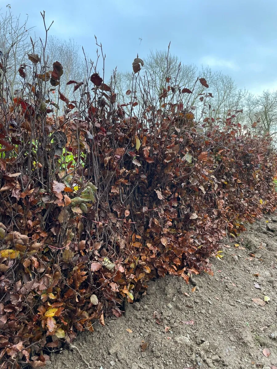 Beech Hedging - Image 1