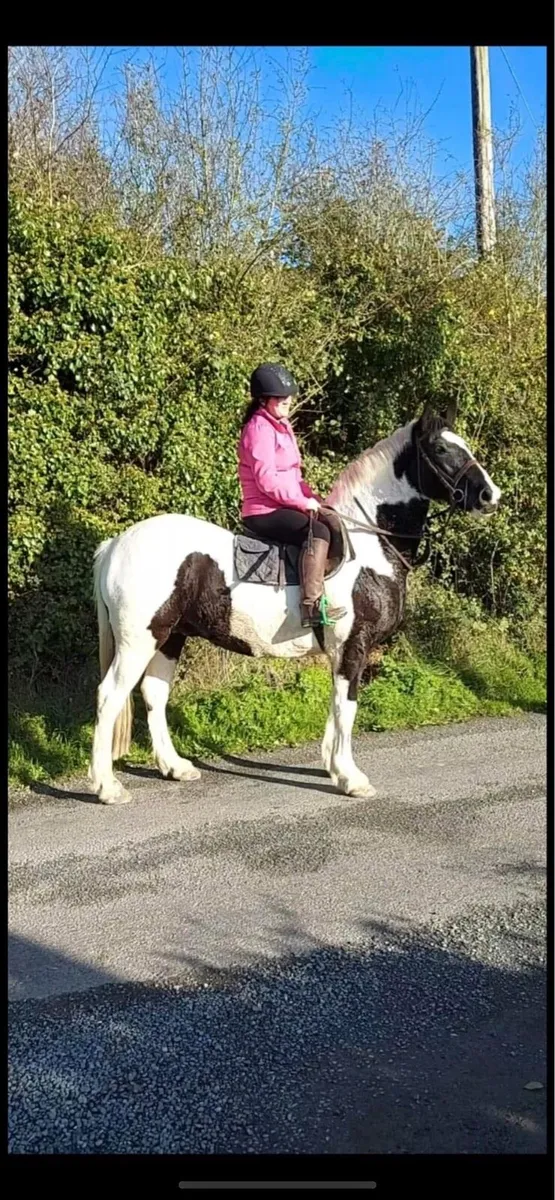 Big colt foal. Furture Maxi cob - Image 1