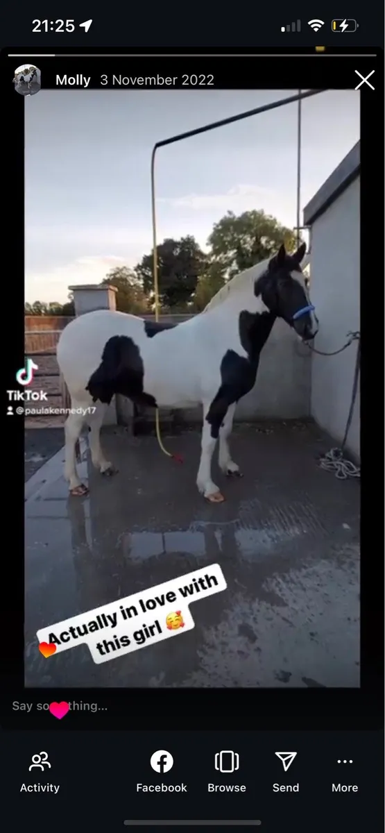 Big colt foal. Furture Maxi cob - Image 2