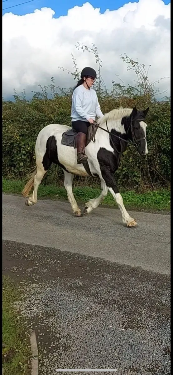Big colt foal. Furture Maxi cob - Image 3
