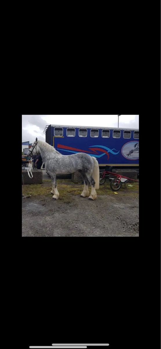 Big colt foal. Furture Maxi cob - Image 4