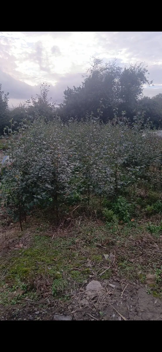 Birch trees 4-6 foot  €10 - Image 3