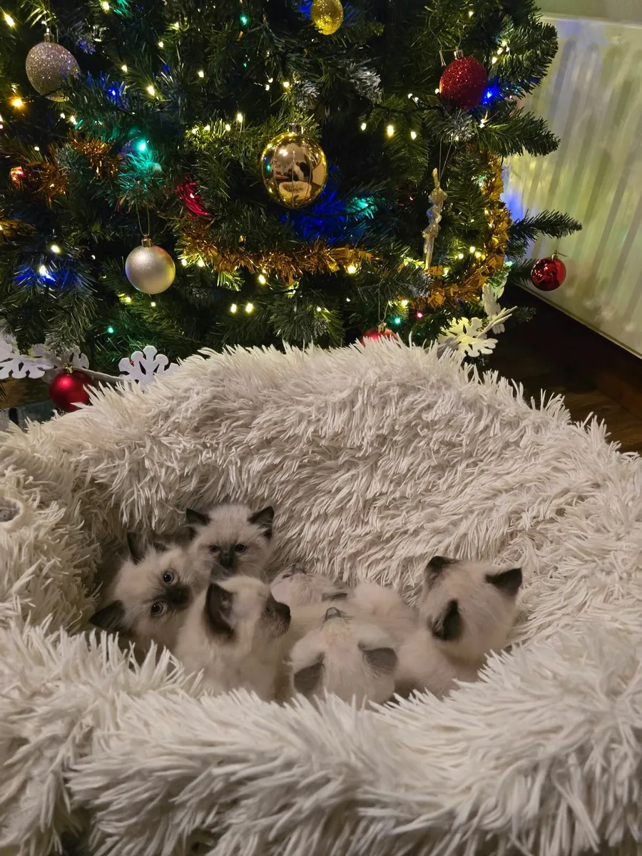 Ragdoll kittens - Image 1