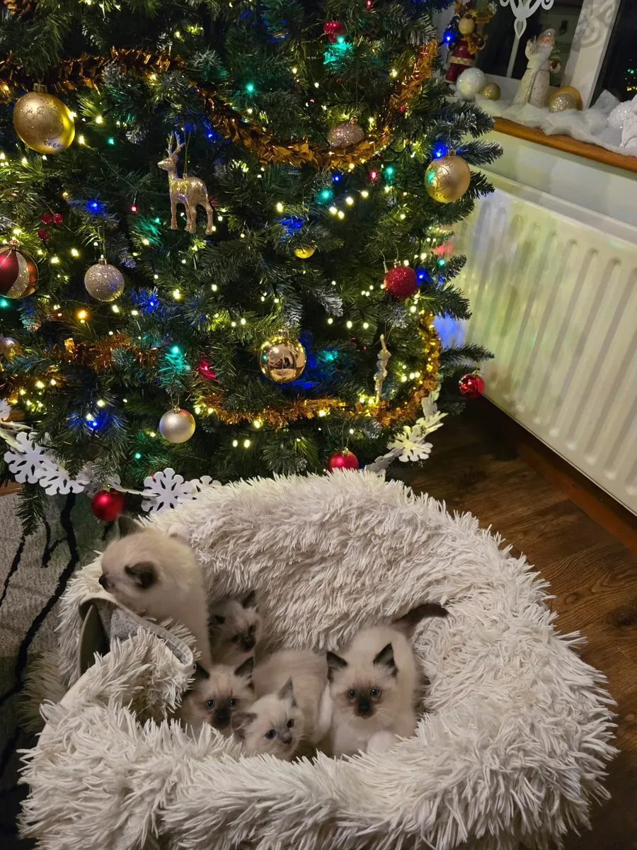 Ragdoll kittens - Image 2