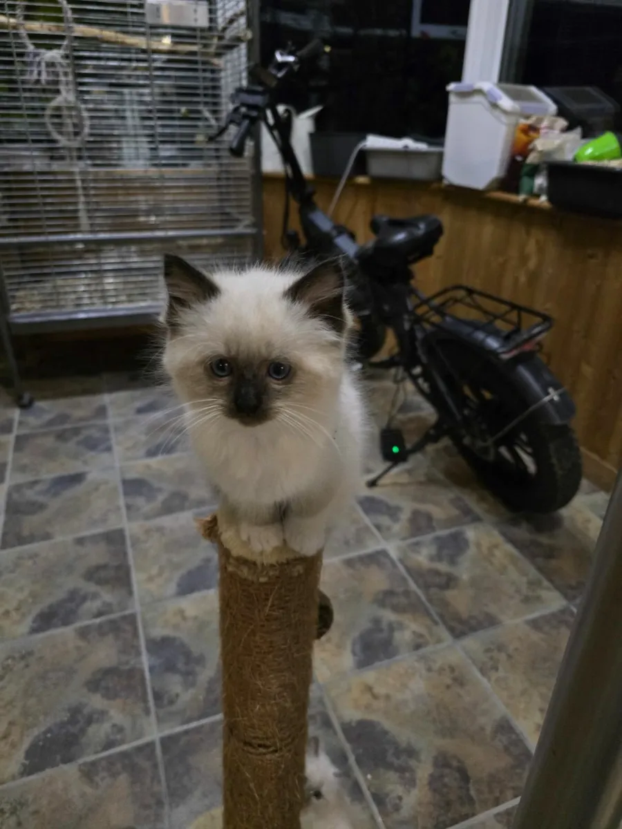 Ragdoll kittens - Image 3