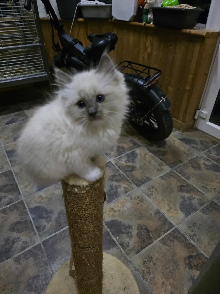 Ragdoll kittens - Image 4
