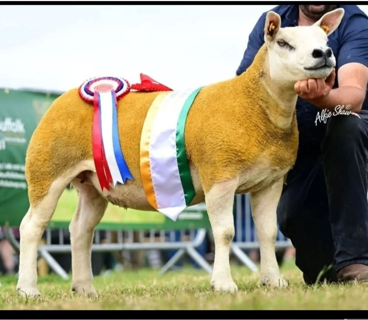 Pedigree Texel inlamb sale Roscommon mart - Image 3