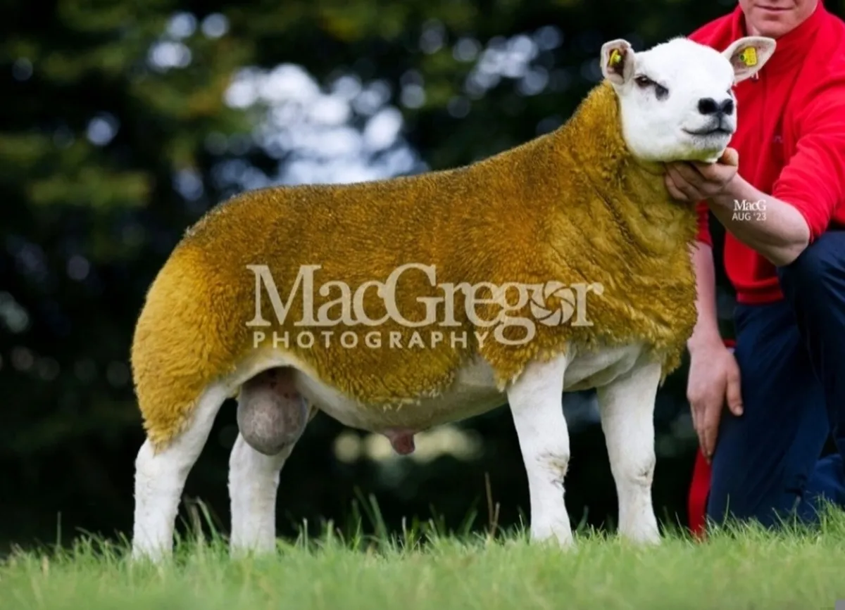 Pedigree Texel inlamb sale Roscommon mart - Image 4