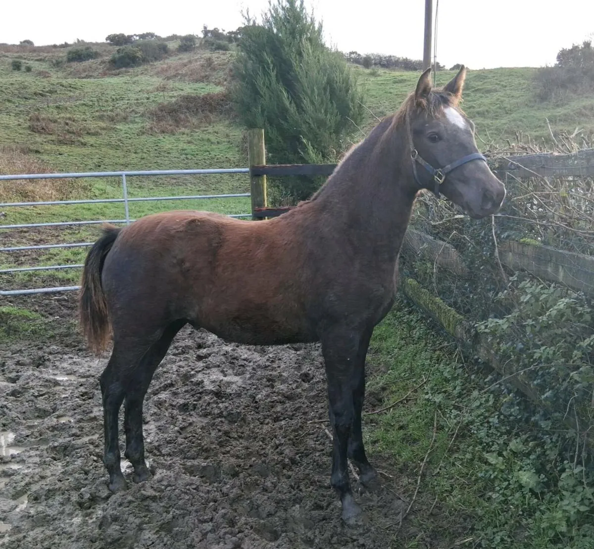Colt foal by Lansdowne - Image 1