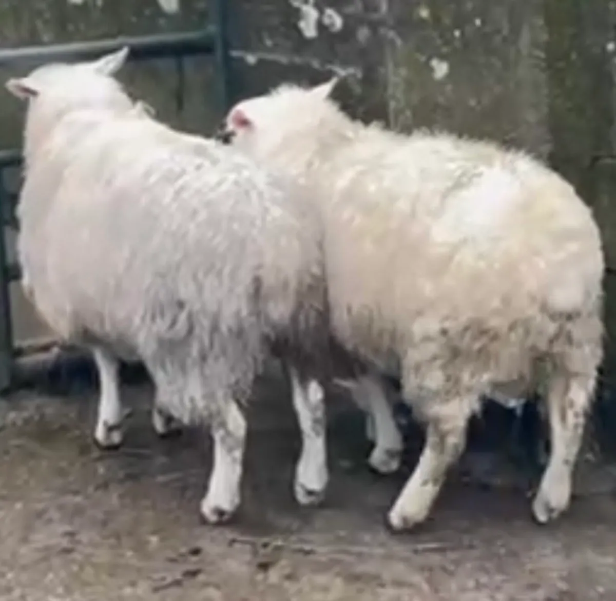 Pedigree Belclare Ram Lambs - Image 2