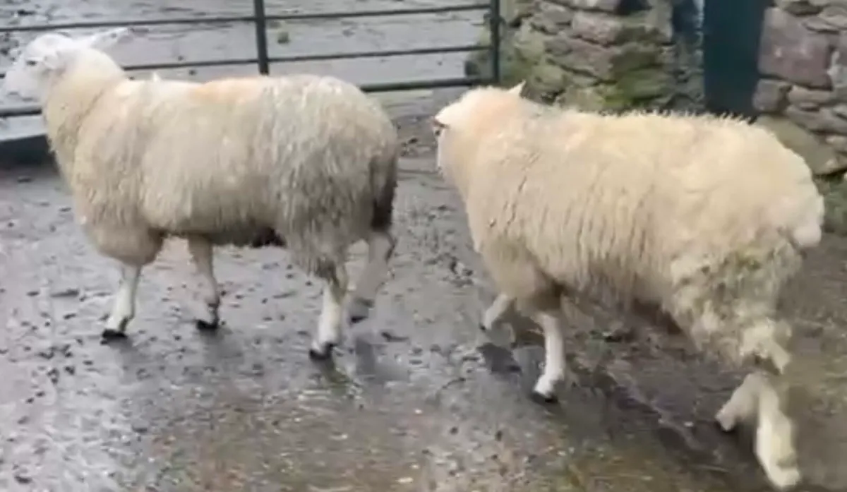 Pedigree Belclare Ram Lambs - Image 3