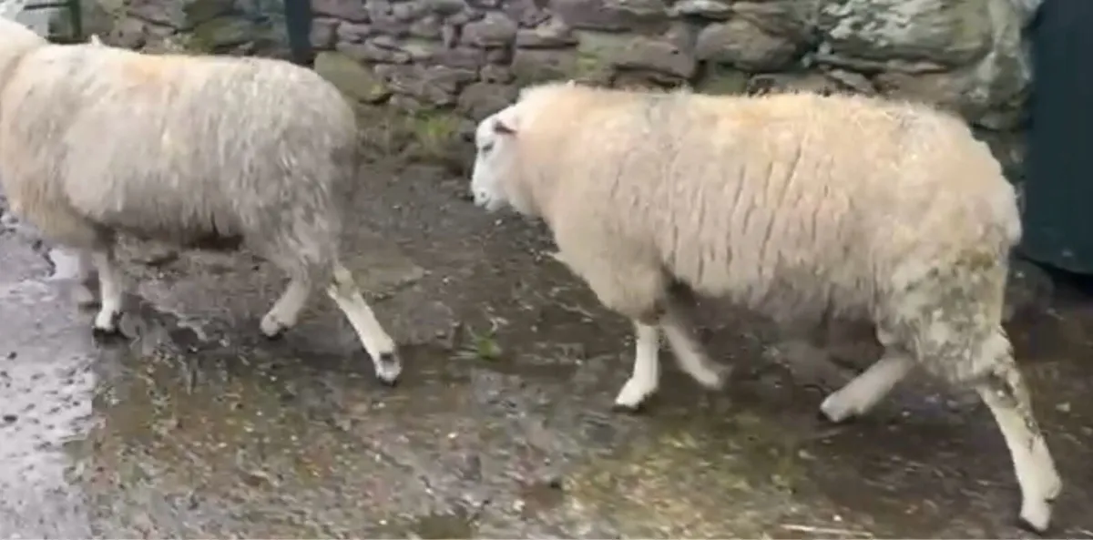 Pedigree Belclare Ram Lambs - Image 4