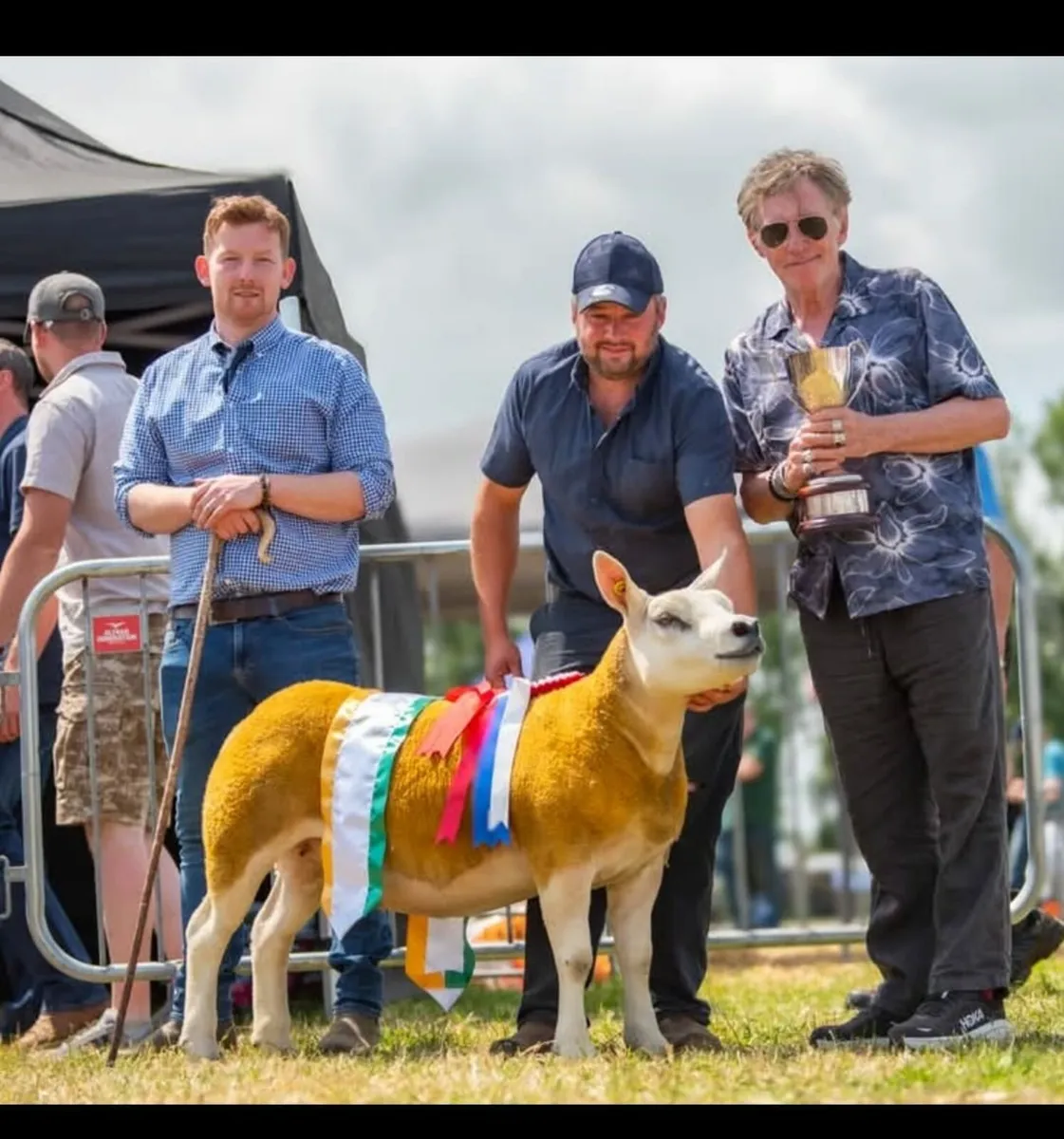 Pedigree Texel inlamb sale Roscommon mart - Image 1