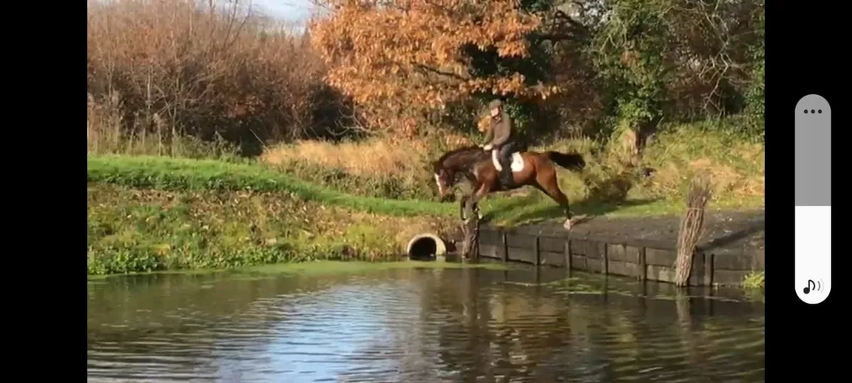 Gorsebridge- number 110.  Smart 6 year old gelding - Image 4