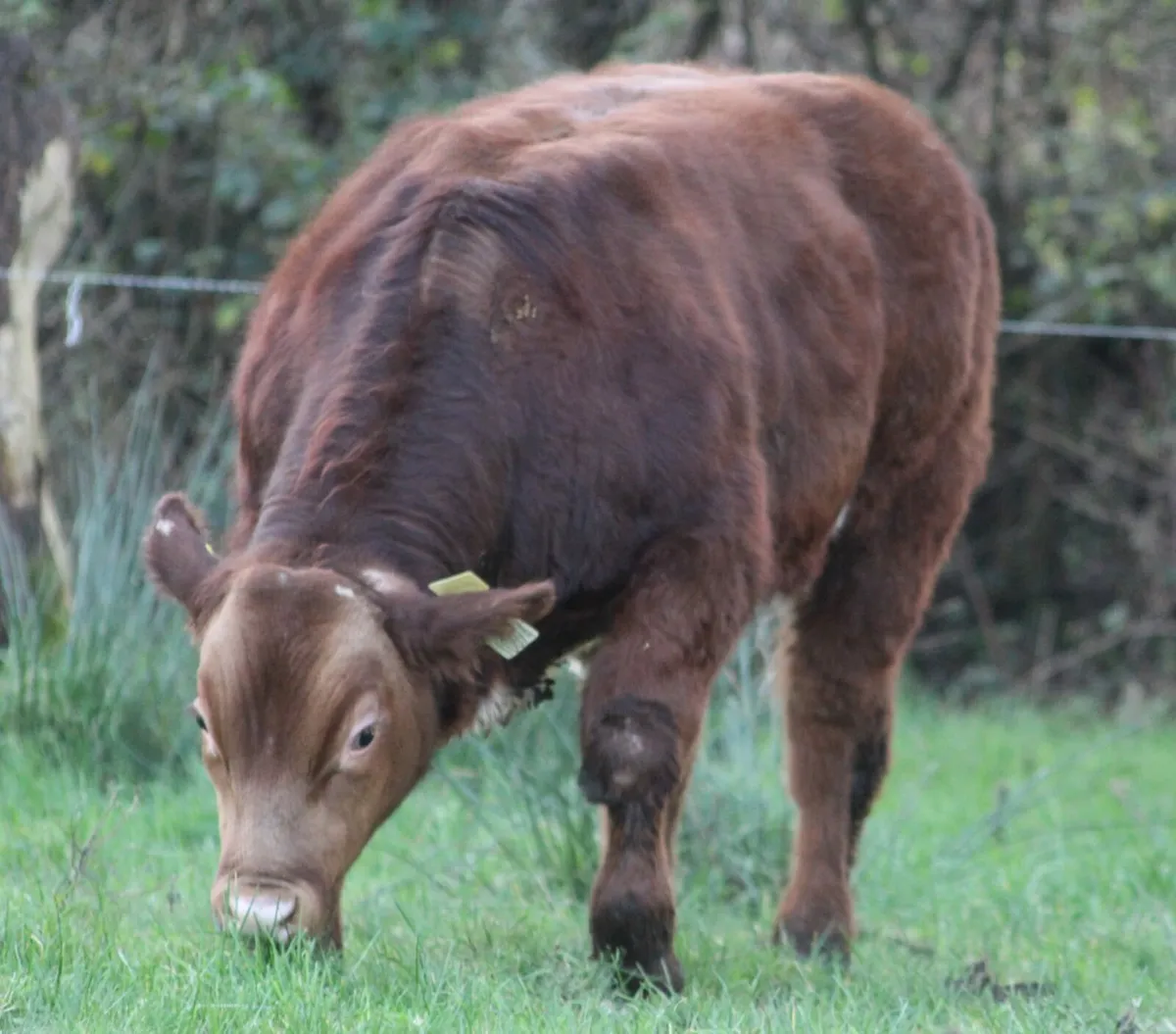 Calves - Image 3