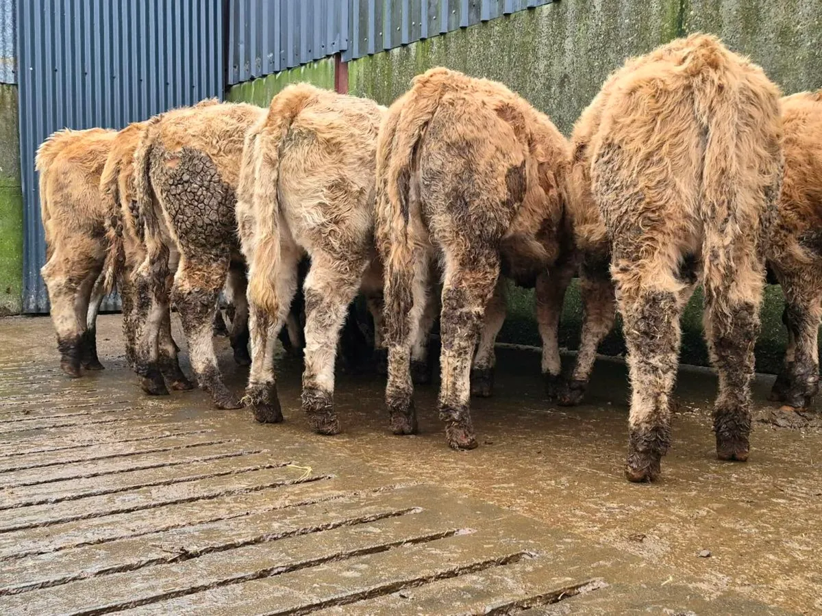 10 Super Charollais Heifer Weanlings - Image 2