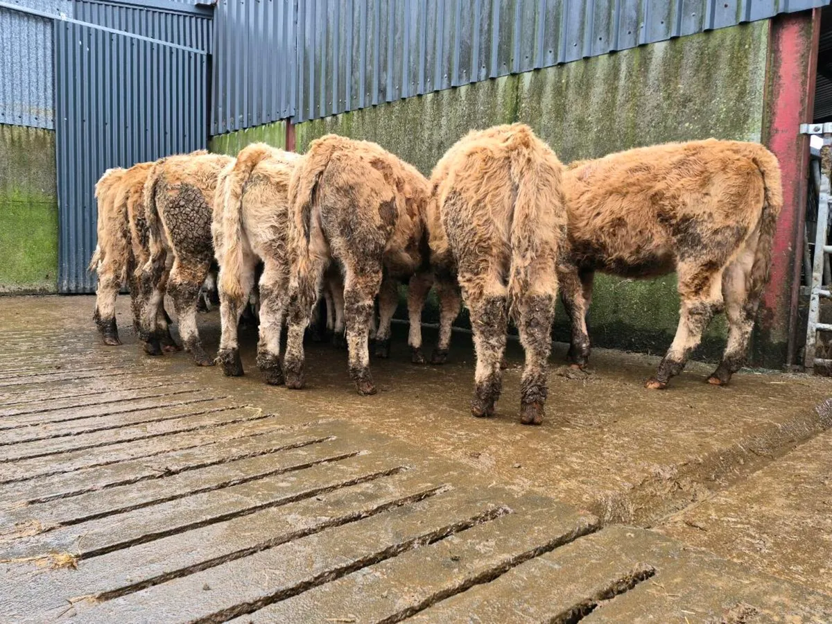 10 Super Charollais Heifer Weanlings - Image 4