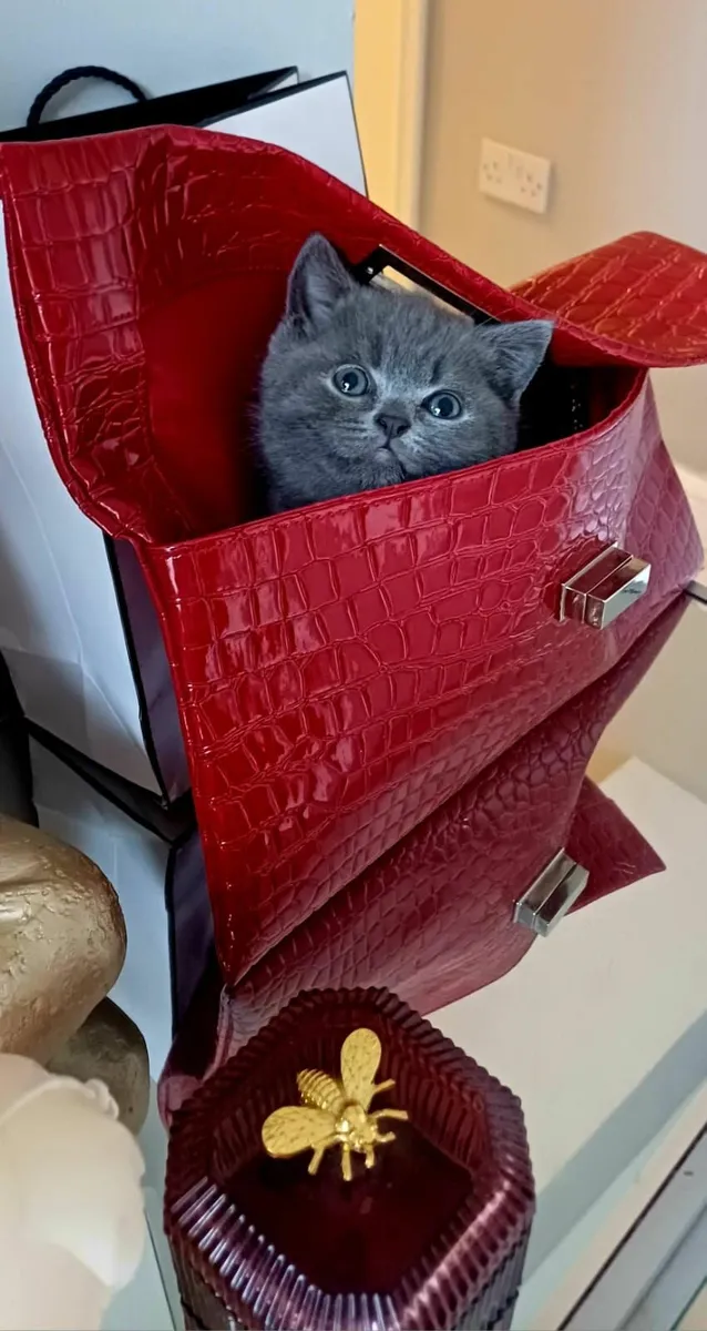 Amazing Purebred British Shorthair kittens - Image 4