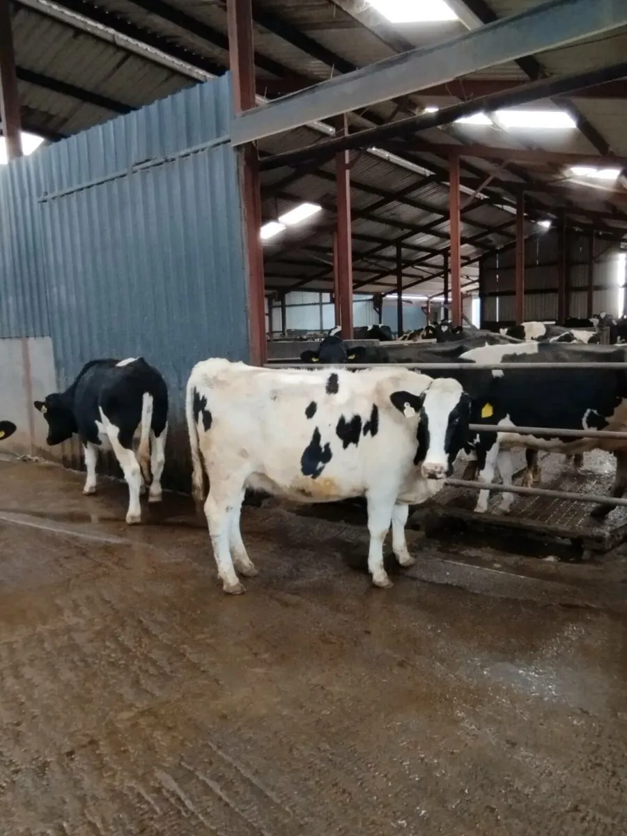 6 Incalf heifers - Image 1