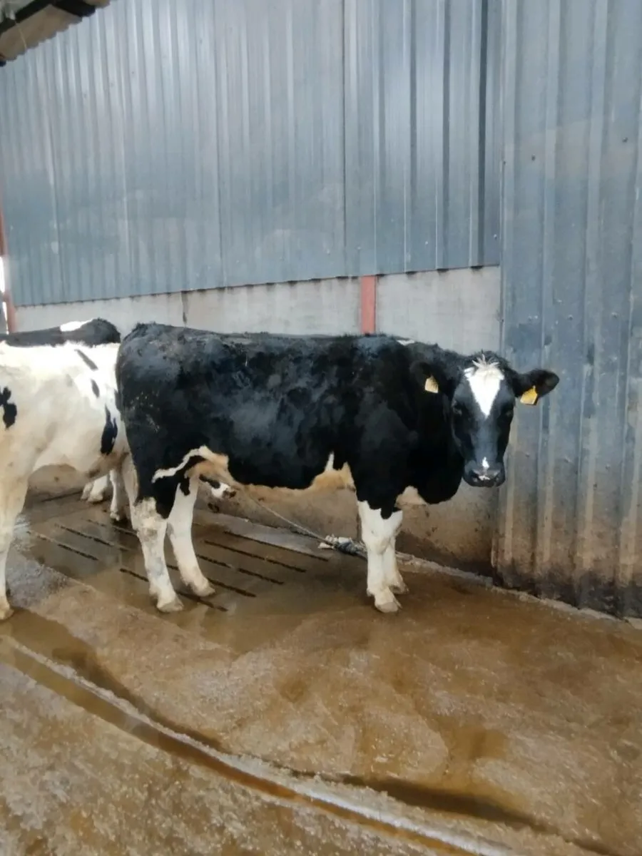 6 Incalf heifers - Image 2