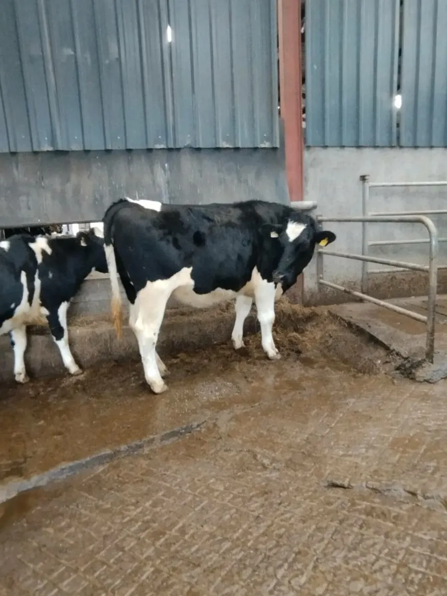 6 Incalf heifers - Image 3