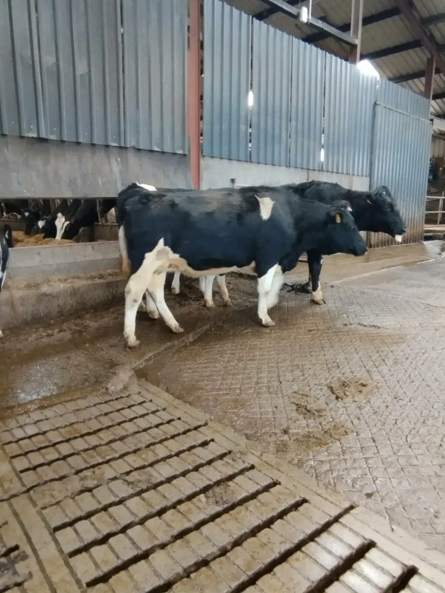 6 Incalf heifers - Image 4