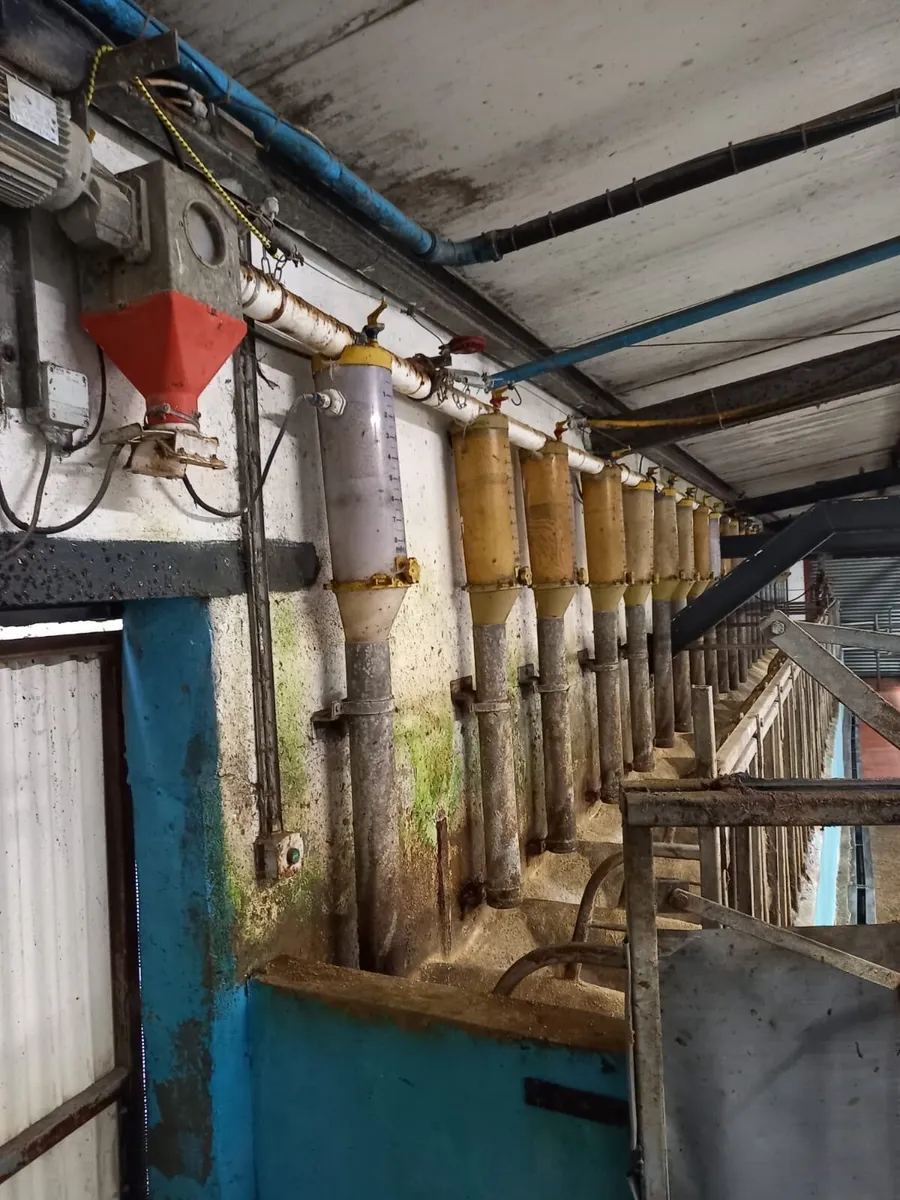 Milking parlour batch feeders