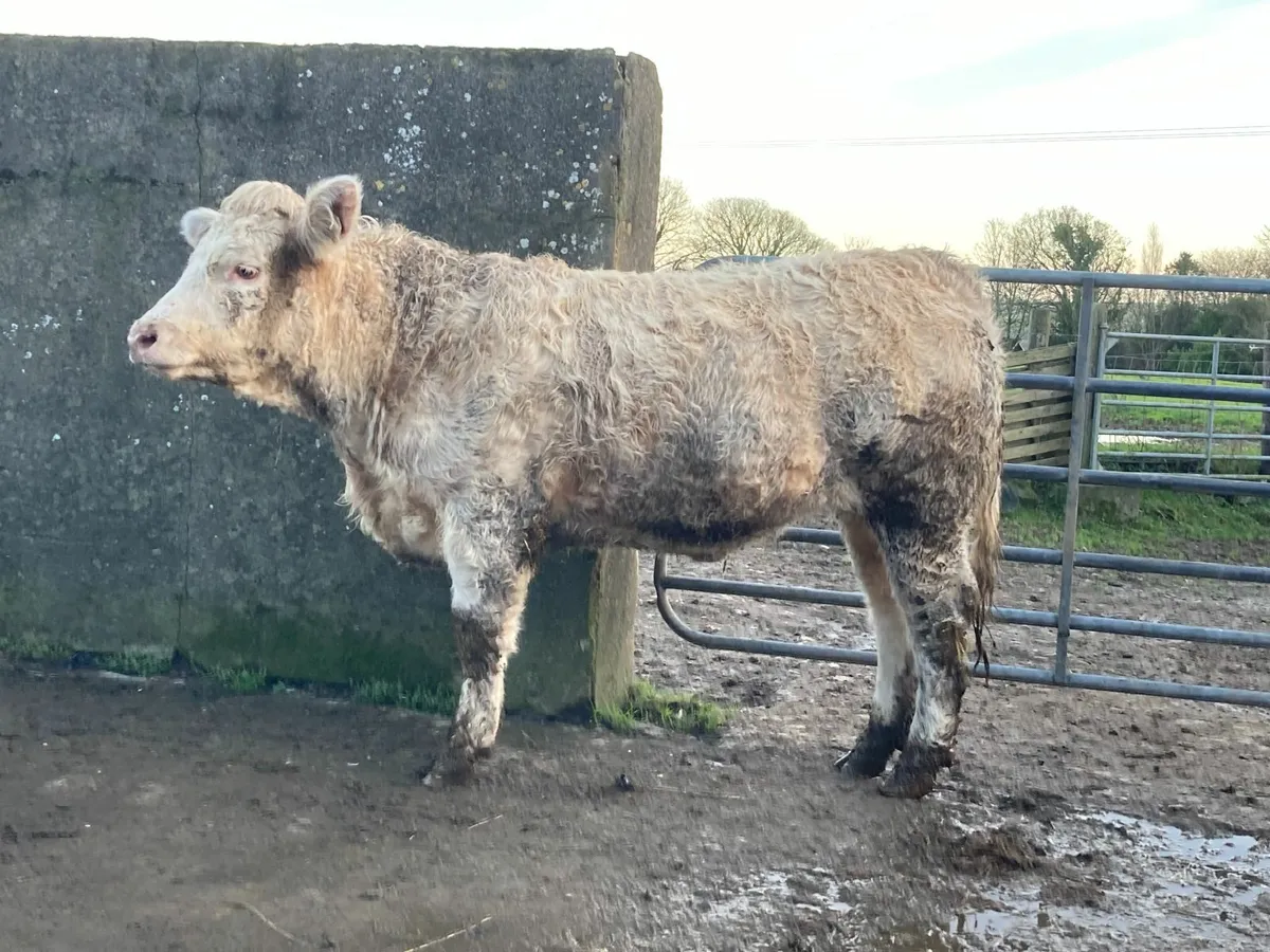 Pedigree Charolais heifer - Image 1