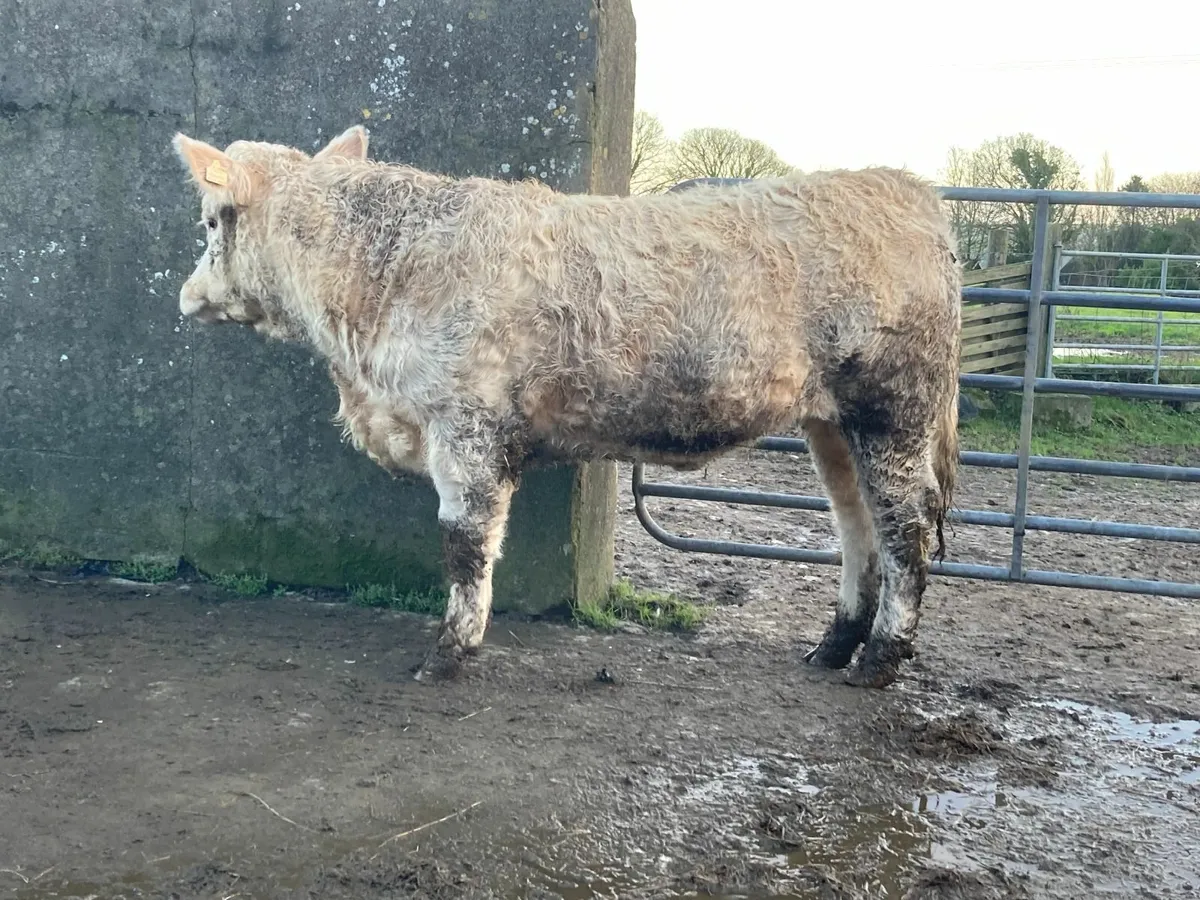 Pedigree Charolais heifer - Image 2