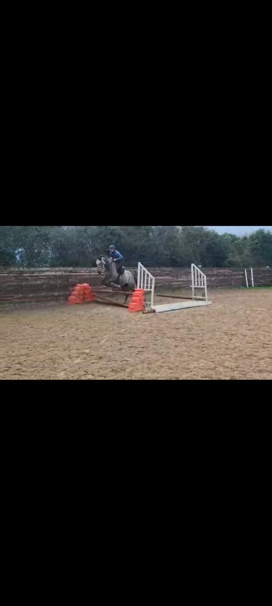 5 Year Old TB Grey Mare By Kingston Hill - Image 2