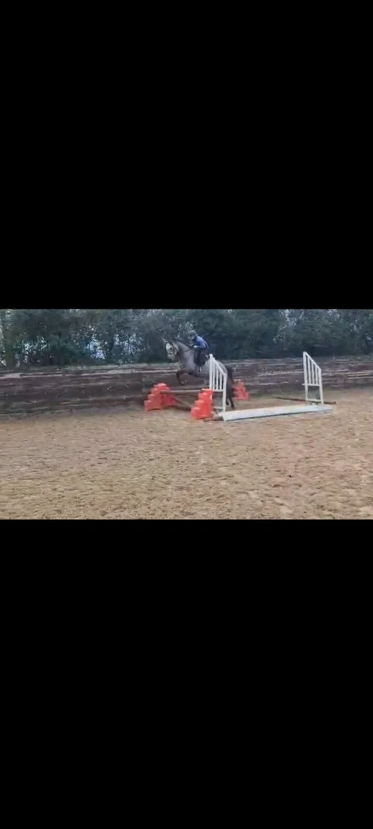5 Year Old TB Grey Mare By Kingston Hill - Image 3