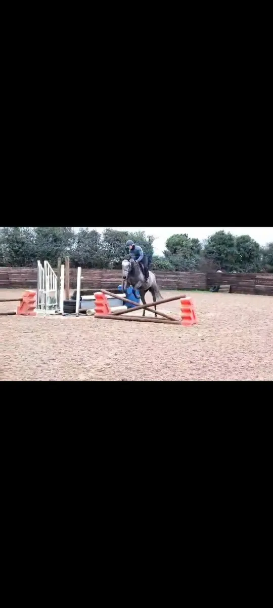 5 Year Old TB Grey Mare By Kingston Hill - Image 4