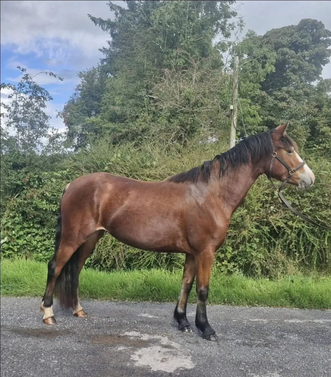 Unbroken full Connemara Pony - Image 1