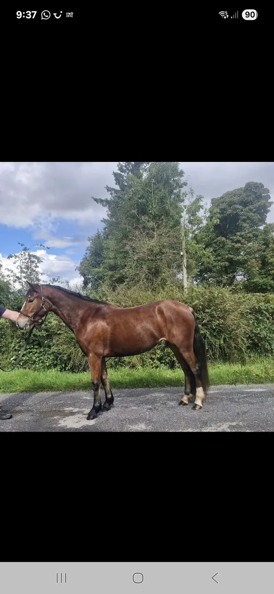 Unbroken full Connemara Pony - Image 2