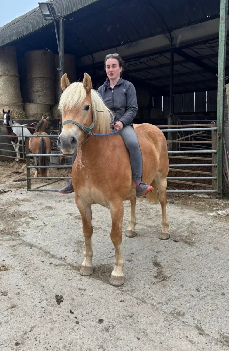 14.2 palomino mare - Image 2