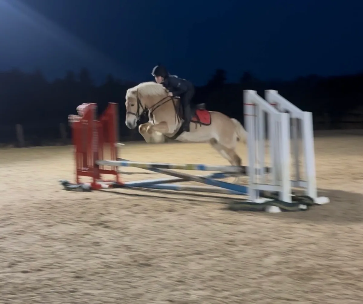 14.2 palomino mare - Image 3