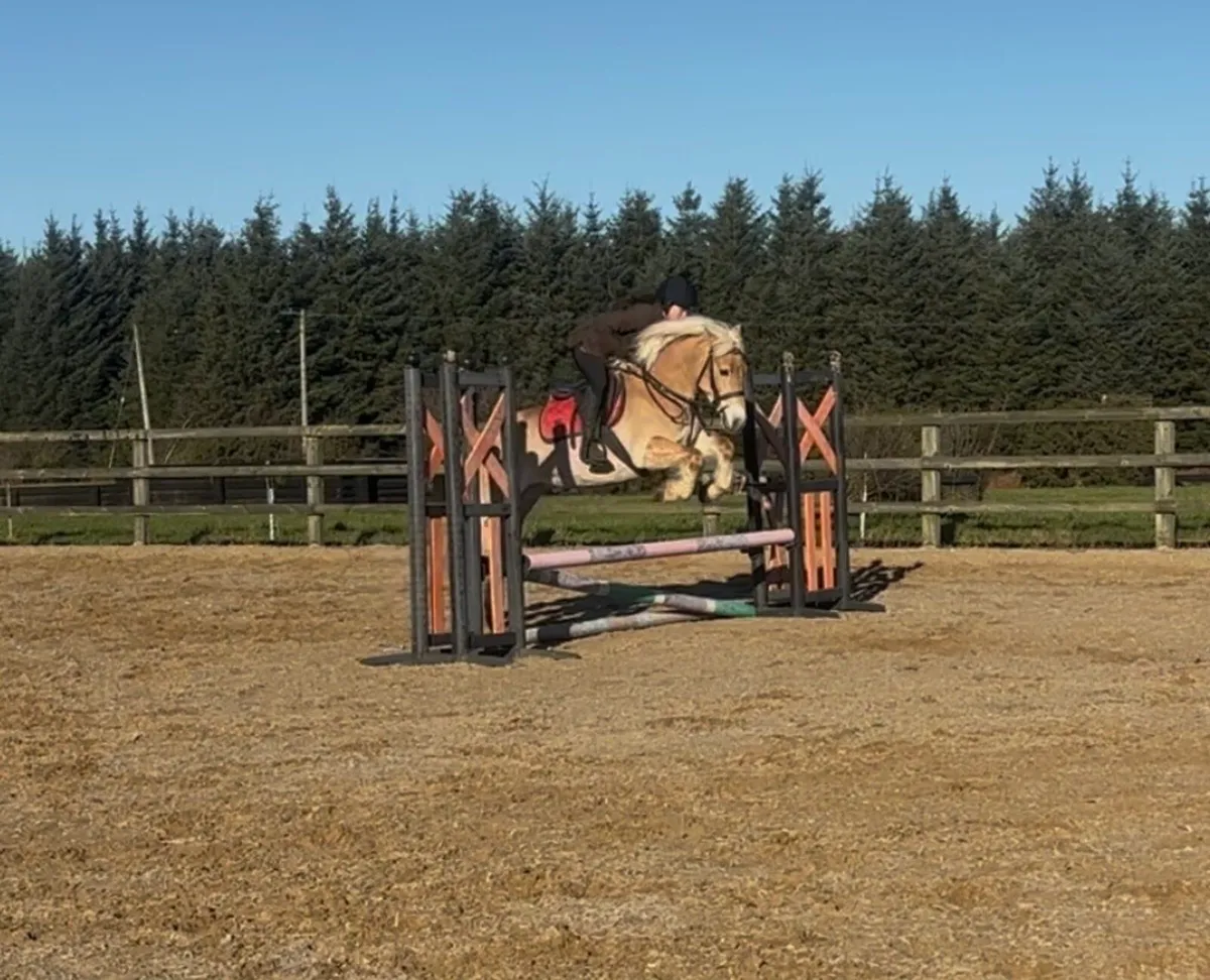 14.2 palomino mare - Image 4