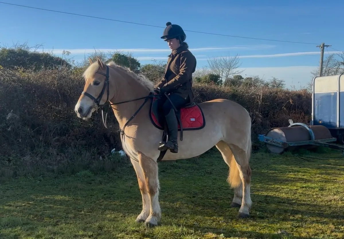 14.2 palomino mare - Image 1