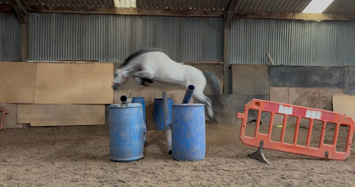 Full Connemara - Image 1