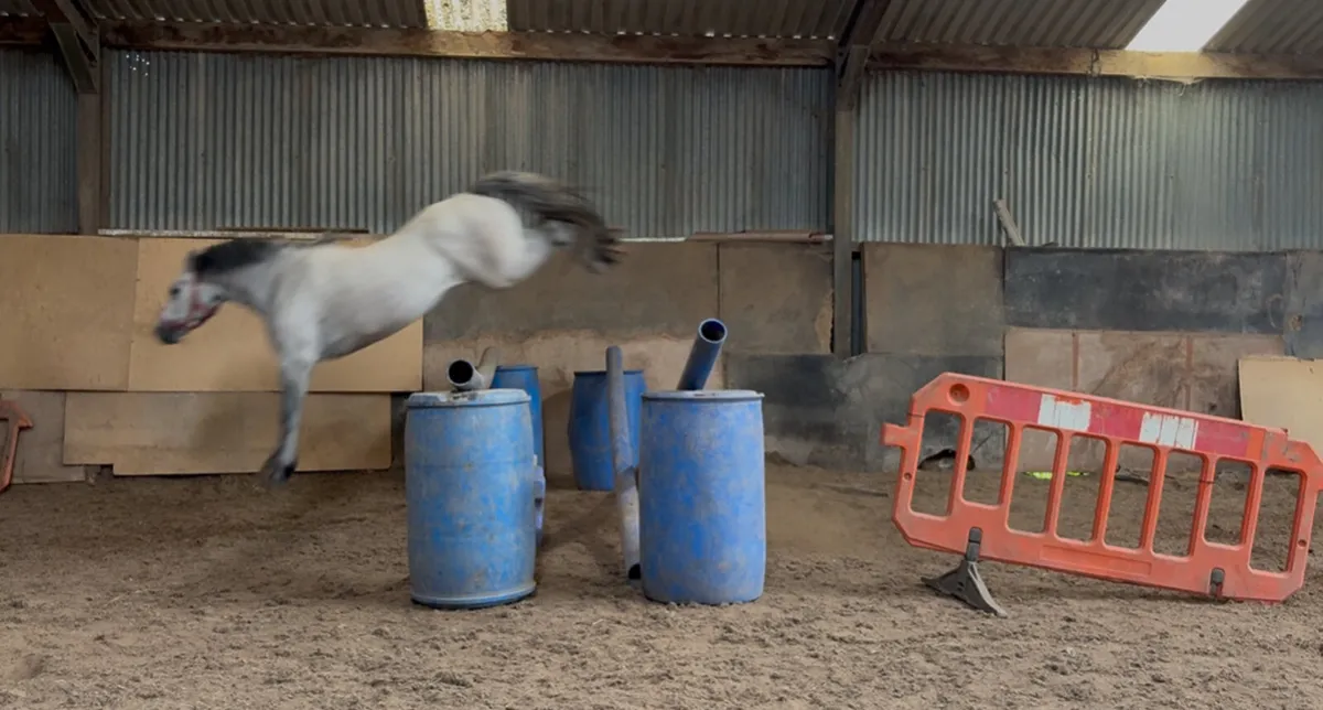 Full Connemara - Image 2