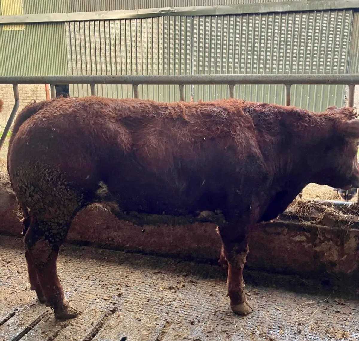 15 Cattle - For Sale in Kilcullen Mart Wed 3rd Dec - Image 1
