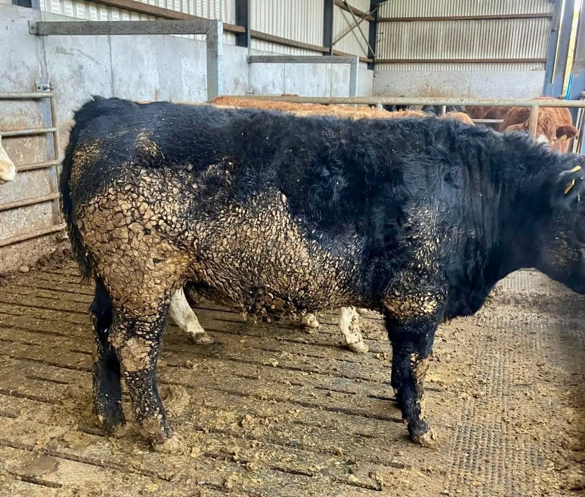 15 Cattle - For Sale in Kilcullen Mart Wed 3rd Dec - Image 2